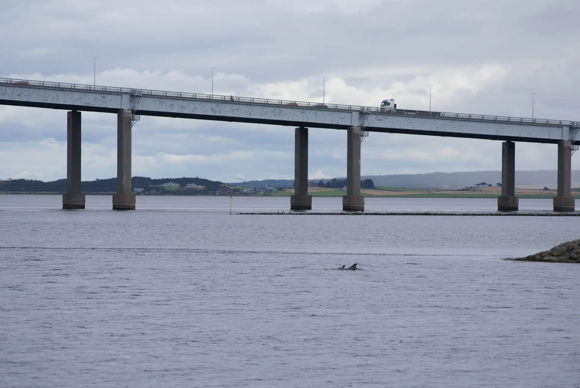 Dolphins below Kessock Bridge